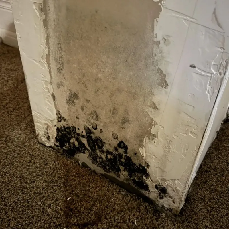 Professional Mold Removal in Arlington, TX